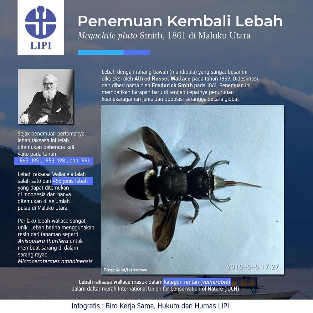 Penemuan Kembali Lebah Megachile pluto Smith, 1861 di Maluku Utara - 20190301